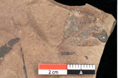 Foto (Detailsansicht) von Quercus palaeoilex Ettingshausen (NHMW-GEO-2024-0188-0835)